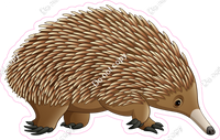 Echidna