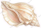 Island Sea Shell