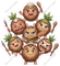 Island Coconuts