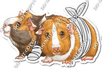 Guinea Pig with Bandage Wrap