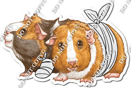 Guinea Pig with Bandage Wrap