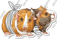 Guinea Pig with Bandage Wrap