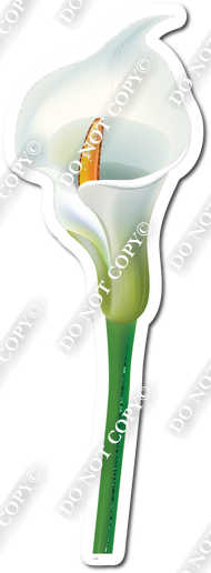 Gardening - White Calla Lily 1 w/ Variants