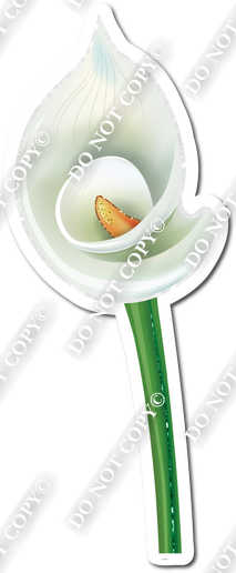 Gardening - White Calla Lily 2