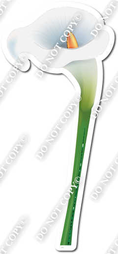 Gardening - White Calla Lily 3