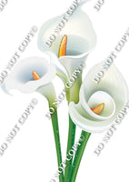 Gardening - 3 White Calla Lilies w/ Variants