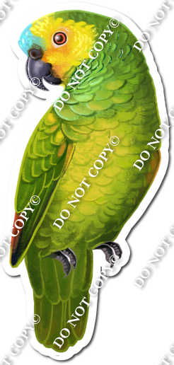 Green Parrot w/ Variants