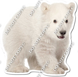 Polar Bear 2 w/ Variants