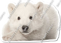 Polar Bear 3 w/ Variants
