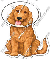 Dog with Cone Collar w/ Variants