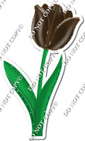 Tulip - Chocolate -