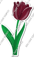 Tulip - Burgundy - w/ Variants