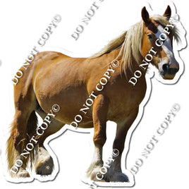 Horse 5 w/ Variants