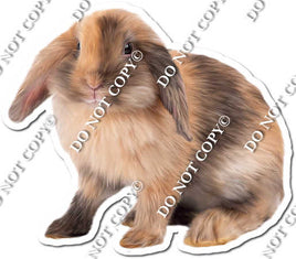 Rabbit 2