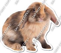 Rabbit 2