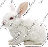 Rabbit 3