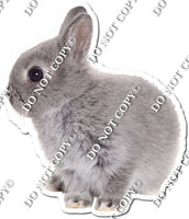 Rabbit 5