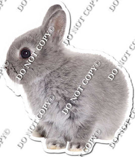 Rabbit 5