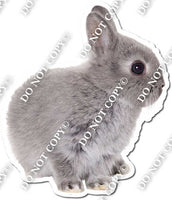Rabbit 5