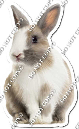 Rabbit 6