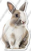 Rabbit 6