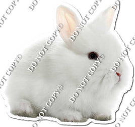 Rabbit 8