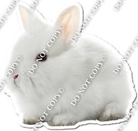 Rabbit 8