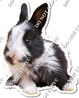 Rabbit 10