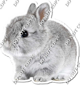Rabbit 11