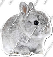 Rabbit 11