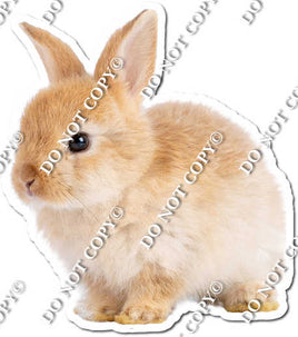 Rabbit 12