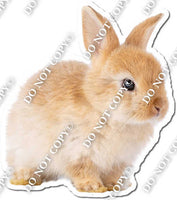 Rabbit 12