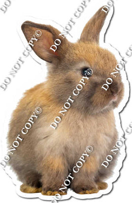 Rabbit 13