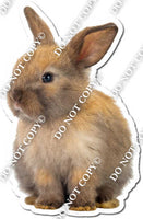 Rabbit 13
