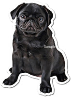 Black Pug w/ Variants