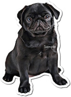 Black Pug w/ Variants