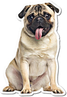 Tan Pug
