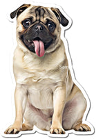Tan Pug