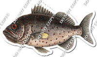 Brown Fish w/ Variants