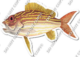 Yellow Fish w/ Variants