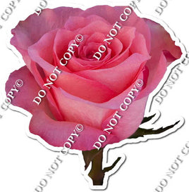 Watercolor Rose - Pink with Stem w/ Variants