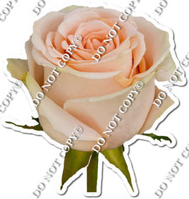Watercolor Rose - Blush with Stem w/ Variants