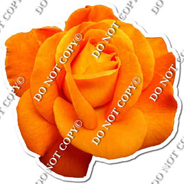 Watercolor Rose - Orange w/ Variants