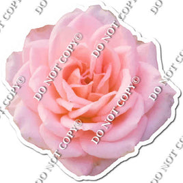 Watercolor Rose - Baby Pink w/ Variants