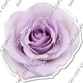 Watercolor Rose - Lavender w/ Variants