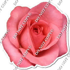 Watercolor Rose - Pink w/ Variants