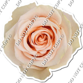 Watercolor Rose - Blush w/ Variants