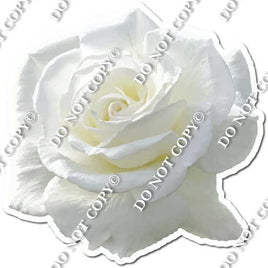 White Rose w/ Variants
